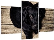 Tablou cu cățeluș negru (90x60 cm)