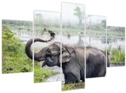 Tablou - Elefant de scăldat (150x105 cm)