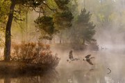 Fotografie Goose fight, Anton van Dongen