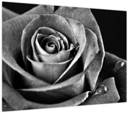 Tablou - Trandafir,alb-negru (70x50 cm)