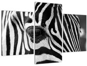 Tablou cu zebră (90x60 cm)
