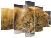 Tabloul pisicii (150x105 cm)