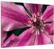Tablou cu floarea roz de clematis (70x50 cm)