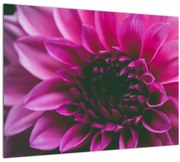 Tablou cu floarea roz (70x50 cm)