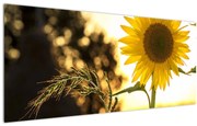 Tablou cu floarea soarelui (120x50 cm)