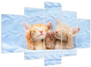 Tablou - Pisicuțe adormite (150x105 cm)