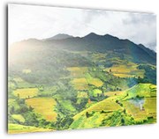 Tablou pe sticlă plantație (70x50 cm)