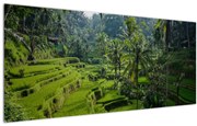 Tablou cu terasele cu orez Tegalalang, Bali (120x50 cm)