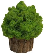 Arbore de mușchi cu dimensiunile 16 x 16 cm