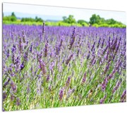 Tablou - Lavandă în câmp (70x50 cm)