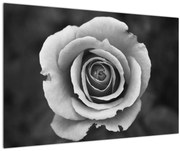 Tablou - Trandafir (90x60 cm)