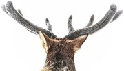 Fotografie Elk, fuzzy velvet antler, Eric Bouchard