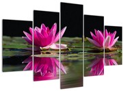 Tablou - Nuferi pe apă (150x105 cm)