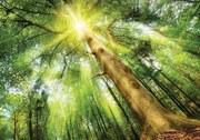 Fototapet - Copac în lumina zilei (254x184 cm)