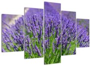 Tablou - lavanda (150x105 cm)