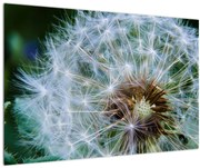 Tabloul cu păpădie desflorit (90x60 cm)