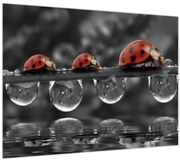 Tablou pe sticlă - Floarea-soarelui, alb și negru (70x50 cm)