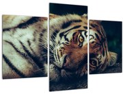 Tablou - Tigrul Siberian (90x60 cm)