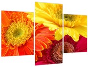 Tablou - Flori Gerbery (90x60 cm)