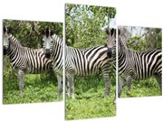 Tablou cu zebre (90x60 cm)