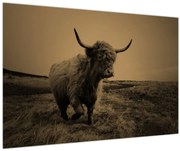 Tablou - Vacă scoțiană pe fugă (90x60 cm)