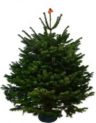 Brad natural de Craciun Nordmann TOP QUALITY 125-150 cm