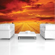 Fototapet - Câmp (152,5x104 cm)
