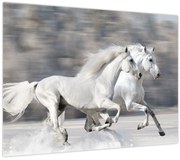 Tablou - Cai albi în timpul iernii (70x50 cm)