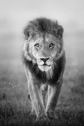 Fotografie Face to Face with Male Lion, Vicki Jauron, Babylon and Beyond Photography