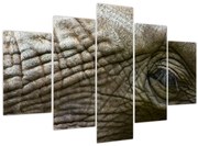 Tablou - Prim-planul ochiului de elefant vechi (150x105 cm)