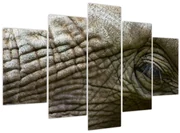 Tablou - Prim-planul ochiului de elefant vechi (150x105 cm)