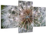 Tablou cu păpădie (90x60 cm)