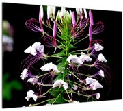 Tablou cu floare (70x50 cm)