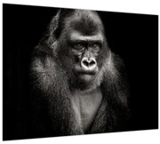 Tablou - Gorila (70x50 cm)
