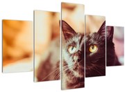 Tablou pisica neagră (150x105 cm)