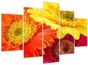 Tablou - Flori Gerbery (150x105 cm)