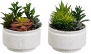 Plante artificiale 2 buc. (înălțime 19 cm) Cactus – Casa Selección