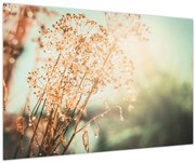 Tablou - Plante după ploaie (90x60 cm)