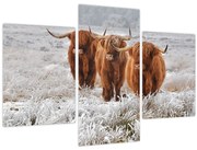 Tablou - Vaci scoțiene (90x60 cm)