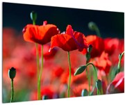 Tablou - flori de maci (90x60 cm)