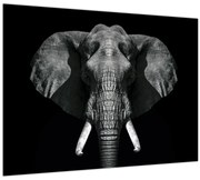 Tablou - Elefant pe fundal negru (70x50 cm)