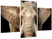 Tablou - Elefant african (90x60 cm)