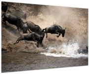 Tablou - Turmă de gnu (90x60 cm)