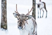 Fotografie Brown Reindeer in Finland at Lapland winter, RomanBabakin