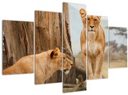Tablou - două leoaice (150x105 cm)
