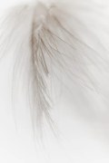 Fotografie White Feather, Magda Izzard