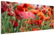 Tablou din câmp cu maci (120x50 cm)