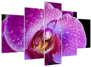 Tablou detailat cu floare de orhidee (150x105 cm)