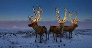 Fotografie Three reindeers with lights in antlers, Coneyl Jay