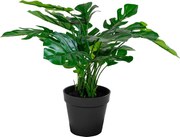Monstera Minselia 2 (verde). Promo -15%. 1147174